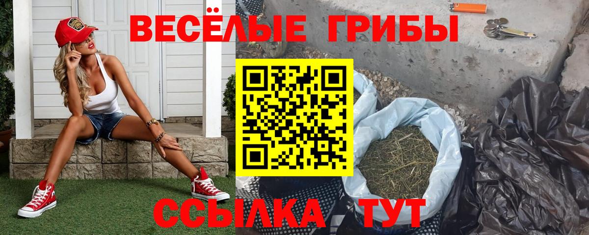 Псилоцибиновые грибы Psilocybe Мончегорск